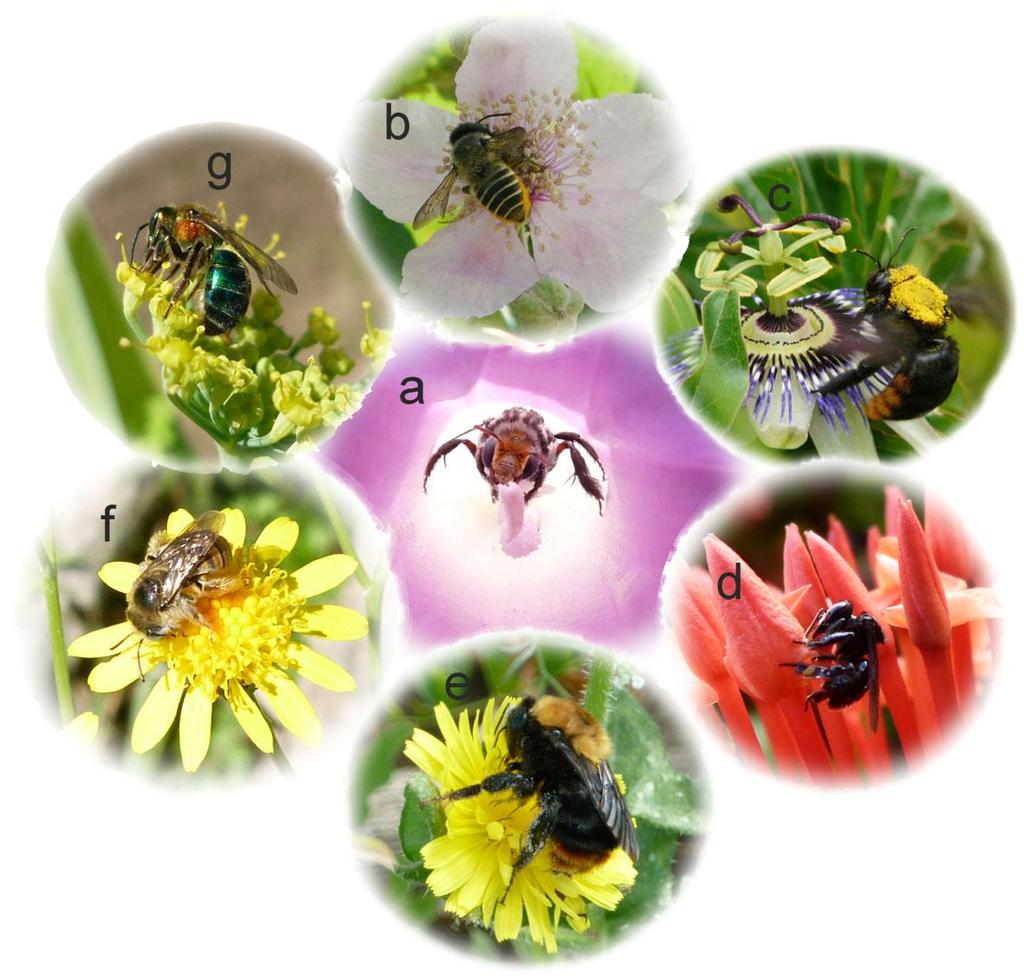 aproximadamente 2000 especies parasitas descriptas y algunos grupos son muy diversos como en la subfamilia Nomadinae (Apidae).