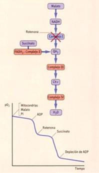 Rotenona inhibe complejo I o NADH- Q-reductasa + algunos barbitúricos Inhibe oxidación de malato y lactato por NAD+ Los sustratos que aportan FADH2 aún pueden ser oxidados porque se omite paso por