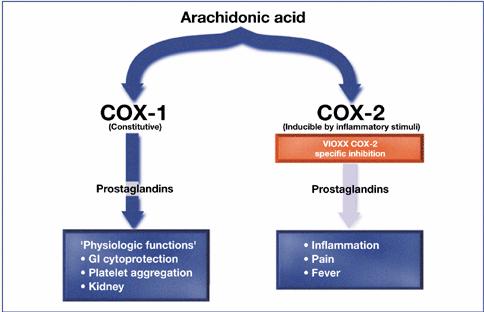 Mecanismo de Acción de los Nueva hipótesis Expresión fisiológica de la COX2, puede explicar toxicidad de los agentes selectivos que la inhiben (Coxibs) Riñon Cerebro Ovarios Endotelio vascular EFECTO