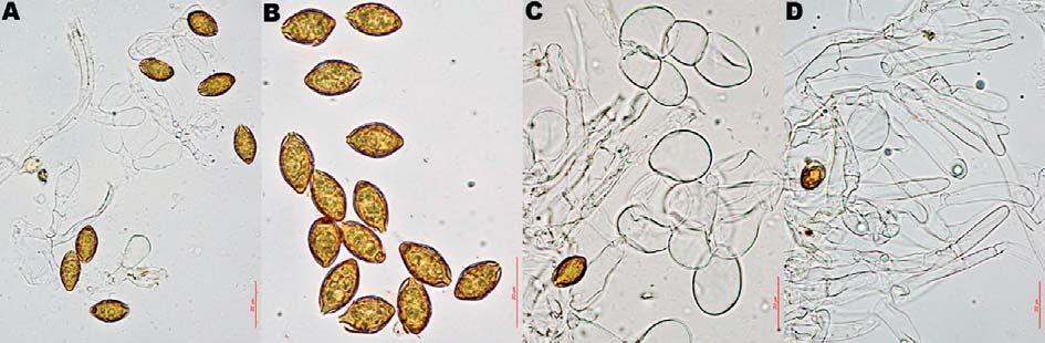 M.A. RIBES & F. PANCORBO Fig. 25. Descomyces albus (MAR150609-09). A. Basidiolos, B. Esporas, C. Capa celulodérmica del peridio, D. Capa tricodérmica del peridio.
