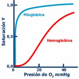 Función n de saturación n de o 2 La curva de la mioglobina es hiperbólica y la de la hemoglobina sigmoidea.