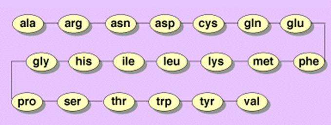 Estructura primaria Secuencia ordenada de los aminoácidos en la cadena polipeptídica (determinada genéticamente).