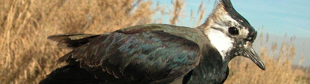 infracoberteras de la cola rojizas; en plumaje nupcial macho con garganta y pecho negros; hembra similar pero con plumas blancas mezcladas; en plumaje no nupcial ambos sexos con garganta