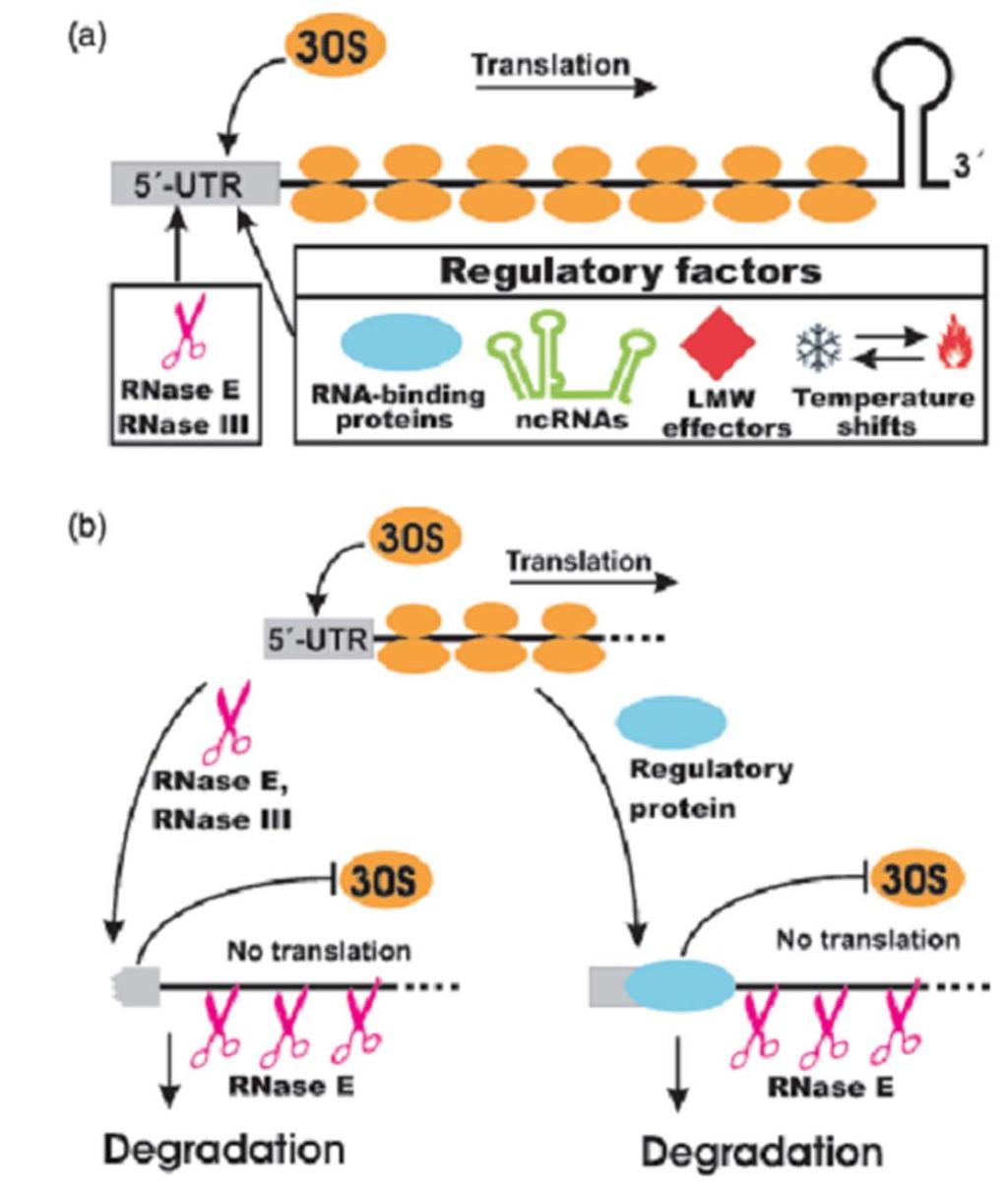 Control de la traducción: Regulación por ARN Control de la estabilidad y la traducción de los ARNm mediante: - Proteínas con afinidad por ARN - ARNs pequeños no codificantes (ncrna) -