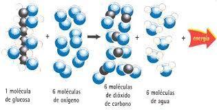 METABOLISMO 9 El metabolismo es la suma de todas las reacciones químicas en las células.