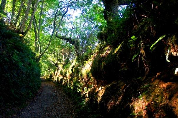 >> 5 de octubre. TRIACASTELA (660 msnm) SARRIA (479 msnm) 18km Caminarán en brechas perfectamente marcadas escoltadas por túneles de árboles en ciertas secciones.