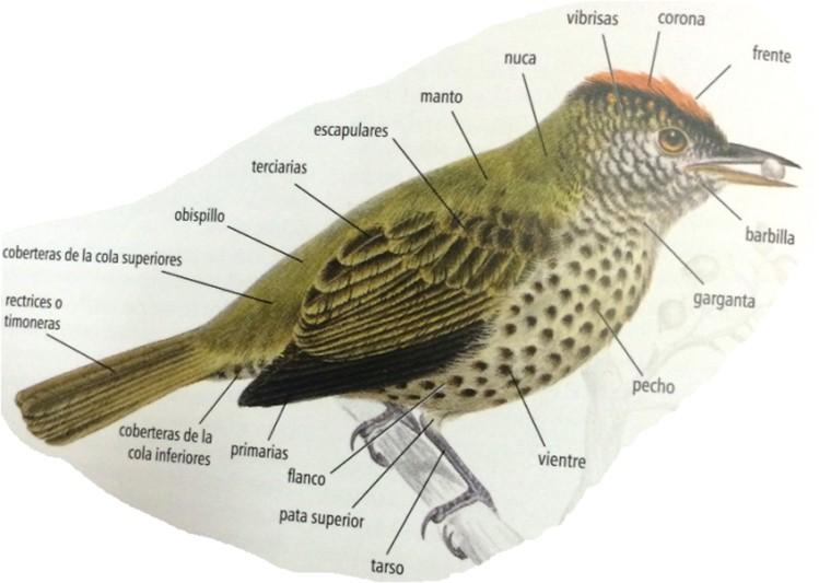 H O J A T É C N I C A N O. 6 P Á G I N A 3 Morfología general de las aves (Perrins, 2011). 3. Clasificación.