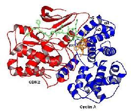 Mecanismo de acción de las ciclinas Cómo diferentes complejos ciclina-cdk desencadenan diferentes eventos durante el ciclo celular?