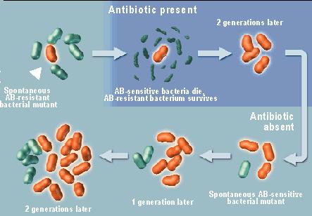 Resistencia antimicrobiana En todas las poblaciones bacterianas siempre está presente una población de mutantes resistentes naturales (frecuencia de mutación ) El número de mutantes resistentes