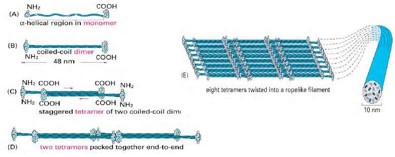 Ensamblaje de los Filamentos Intermedios Monómero Dímero 8 tetrámeros. Tetrámero 8 tetrámeros forman un fil.intermedio. No conservados. Heterogéneos.