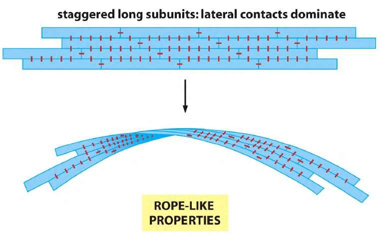 Filamentos Intermedios Sub-unidades fibrosas con contactos laterales predominantes (interacciones