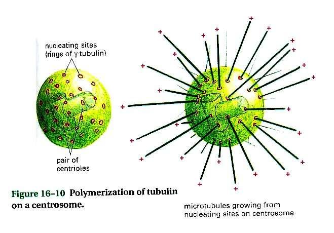 Los microtúbulos emergen de un centro organizador de microtúbulos o Centrosoma