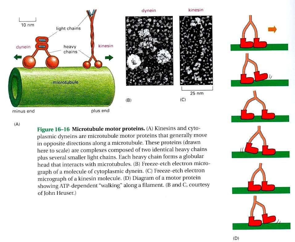 Proteínas Motoras asociadas a MT Hacia el Centrosoma
