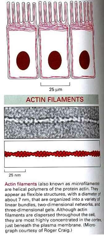 Filamentos de Actina o Microfilamentos Función: -Desplazamiento celular (movimiento). Características: -Cadenas de actina. -Diámetro 7 nm.