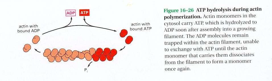 La polimerización de actina requiere ATP. La hidrólisis del nucleótido permite la depolimerización.