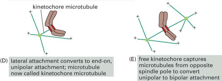 adhesión lateral se transforma en adhesión unipolar; ahora el microtúbulo se denomina cinetocórico el