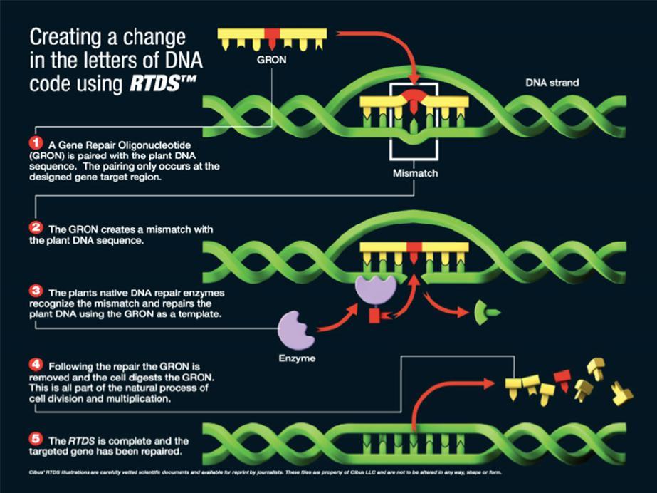 NEW BREEDING TECHNIQUES (NBTs) Mutagénesis dirigida por oligonucleotidos (ODM) RTDS Rapid Trait Development System GRON Gene Repair Oligonucleotide CATEGORÍA 1: