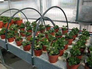 3.3.- Aclimatación. Transcurridas tres semanas en bancadas abiertas, las plantas se trasplantan a macetas y se mantienen dentro del invernadero (insect-proof).