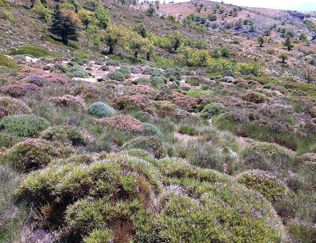 Parque Natural Sierra de las Nieves: participa en su conservación Este programa tiene como objetivos específicos proponer actividades alternativas de ocio, sensibilizar a la población local sobre la