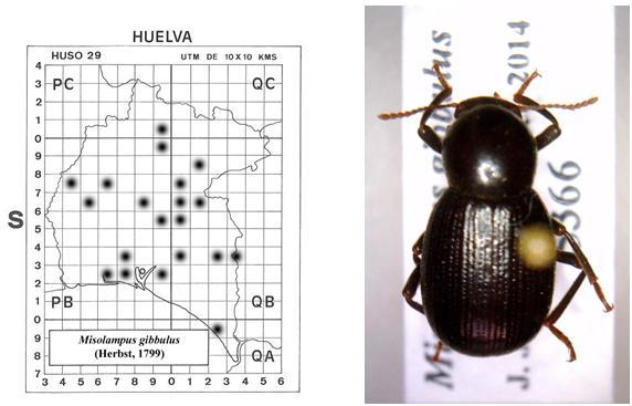 ARQUIVOS ENTOMOLÓXICOS, 10: 229-234 Paulino de Oliveira, M. 1894. Catalogue des Insectes du Portugal: Coléoptères.