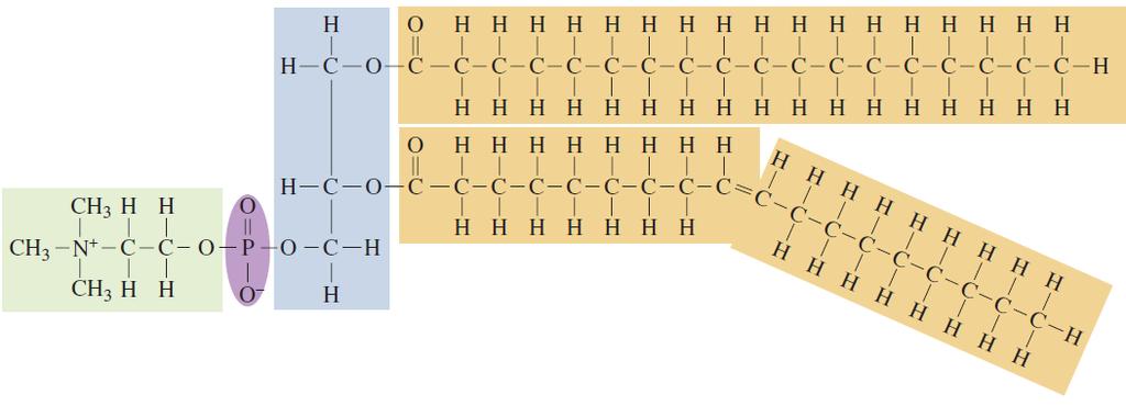 Estructura química de un fosfoglicérido Cabeza polar Colas no