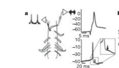 Clampeo de corriente en NM de la médula espinal en WT y en Pax6 Fig 3.a. Esquema de médula con raíces ventrales y puntos donde se