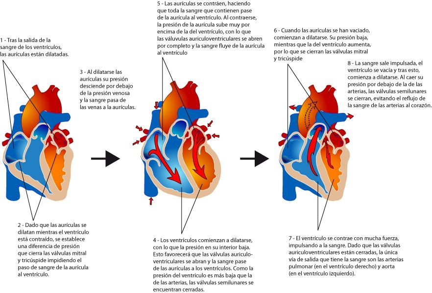 El corazón de los mamiferos: Debido a su musculación especial produce una contracción ritmica es el