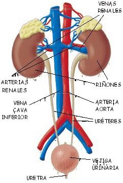 Organos excretores en Vertebrados Los organos son los riñones que están constituidos