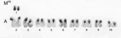Figura 49. Cromosomas de una célula de hembra de Trigona chanchamayoensis en la coloración de la cabeza de Melipona beecheii de dos países (Quezada y col., 2007).
