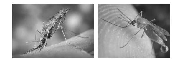 Figura 2. Mosquito Anopheles, vector del paludismo. Fuente: CDC La intensidad de la transmisión depende de factores relacionados con el parásito, el vector, el hospedador y condiciones ambientales.