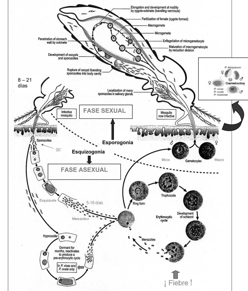 Figura 3. Ciclo biológico de Plasmodium. Fuente: Adaptación de: http://www.ib.usp.br/~beraldo/trabalho/ciclo.htm y http://www.dpd.cdc.gov/dpdx/html/imagelibrary/malaria_il.htm ) 6.1.
