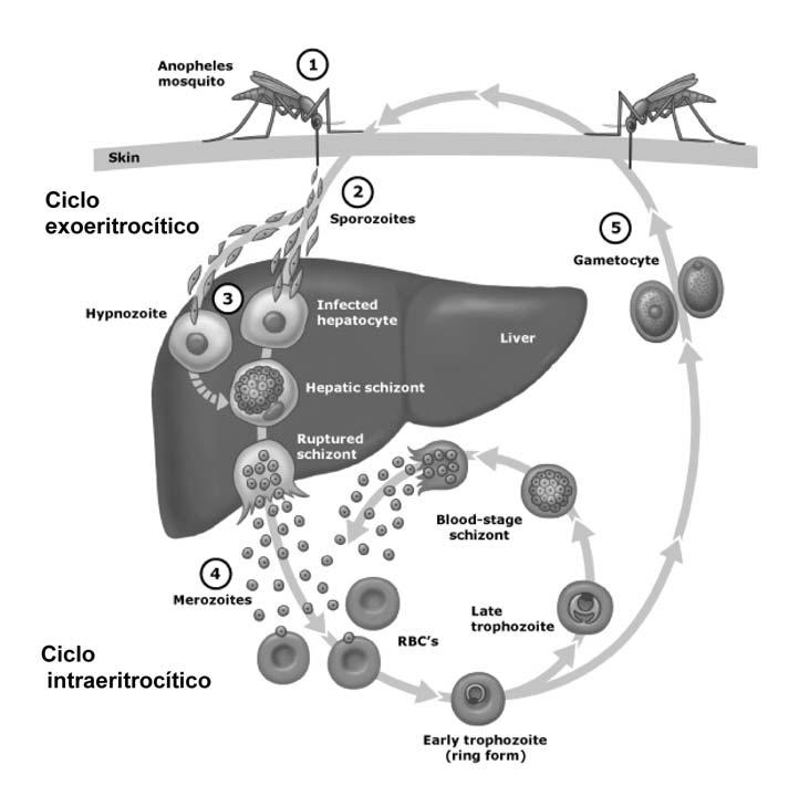 Figura 4. Ciclos exo e intraeritrocíticos de Plasmodium. Fuente: http://www.uptodate.com/online/content/topic.do?