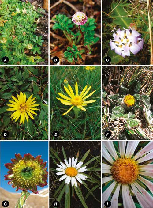 Diversidad de asteráceas en los humedales altoandinos del Perú Oritrophium limnophilum (Sch. Bip.) Cuatrec.