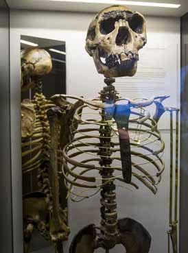de años hasta los sapiens, los 200 restos originales de los primeros europeos extraídos y neandertales italianos MARTA CASADO En Tanzania anochece a las 18.30 horas.