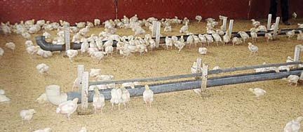 9 Recibimiento de los pollitos Inmediatamente de la llegada de los pollitos al criadero, deben de ser hidratados, para lo cual se prepara un día antes agua azucarada a razón de 1 a 1 1/2 taza de