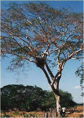 2 Villarreal Orias Figura 1. Posición del observador bajo el árbol con nido para estimar la dimensión del nido. La distancia (D on ) corresponde a la altura del nido.