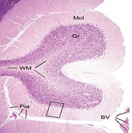 En el cerebelo se distinguen dos zonas: la Cortical, las más superficial, rica en células nerviosas y la Medular, revestida por la anterior y formada exclusivamente por fibras nerviosas mielínicas.