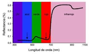 Figura 2. Firma espectral de maíz. Se observa una mayor reflectancia, que corresponde a una menor absorbancia, en la zona del verde y del infrarrojo.