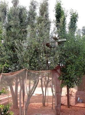 c) Otro tipo de redes menos utilizadas, en forma de embudos, canalizan a las aves desde las partes altas del árbol hasta el interior de las otras redes, impidiendo