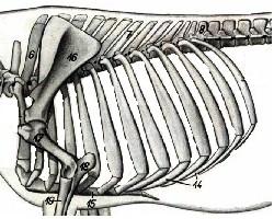 Osteología : Tórax Costillas Tanto equino como