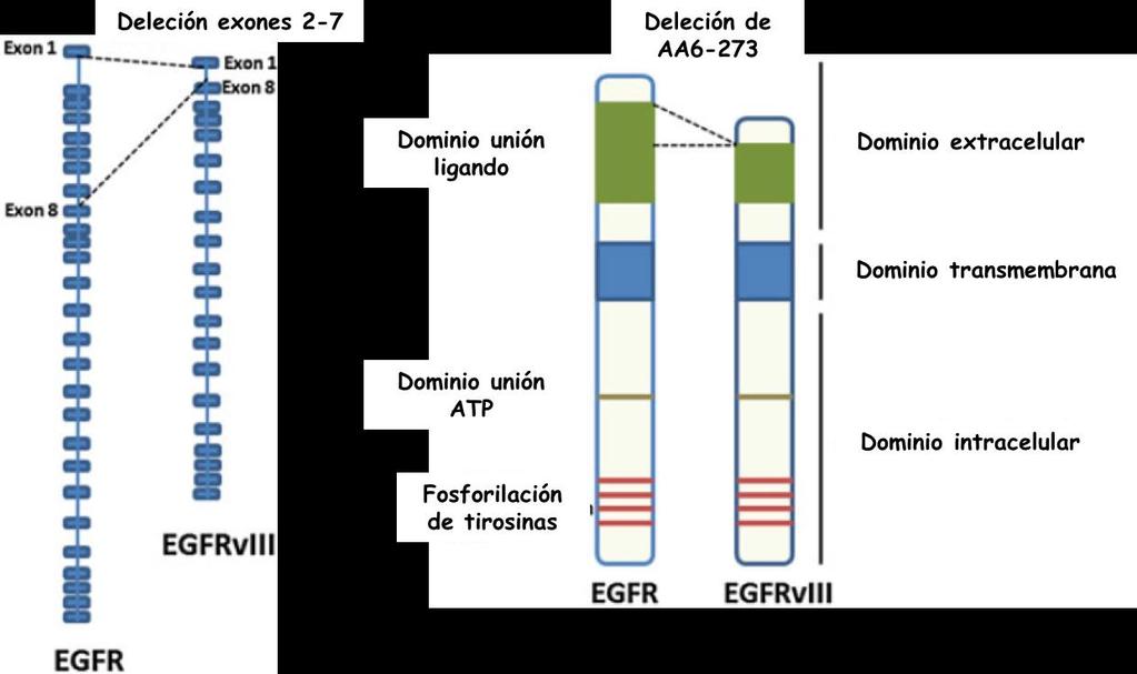 INTRODUCCIÓN Figura I.15. Representación esquemática de EGFRvIII. Estructura DNA genómico EGFRvIII en comparación con EGFR nativo (a). Proteína EGFRvIII, deleción del dominio de unión de ligando (b).
