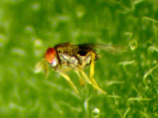 Lepidóptera Gelechiiidae (Pectinophora gossypiella, Sitotroga cerealella, Tuta absoluta), Noctuidae (Chrysodeixis chalcites,