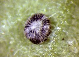 chalcites parasitado por Trichogramma Biología de Trichogramma achaeae Ciclo de vida: Muy corto Insecto muy pequeño