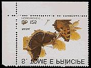 Lepidoptera : Saturniidae.
