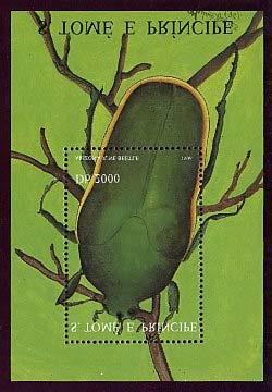 Coleoptera : Cerambycidae : Glycobius