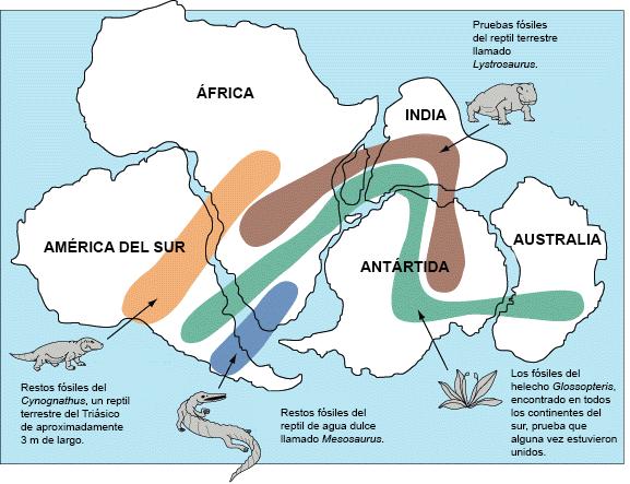 Wegener concluyó, sobre la base de sus descubrimientos que los continentes deben de moverse con el tiempo. A esta teoría la llamó desplazamiento continental.