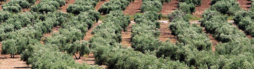 Amenduni Ibérica Amenduni Iberica S.A., ubicada en Jaén, en el corazón de Andalucía, epicentro de la olivicultura a nivel mundial, fue creada en 1970 para atender con dedicación exclusiva al exigente