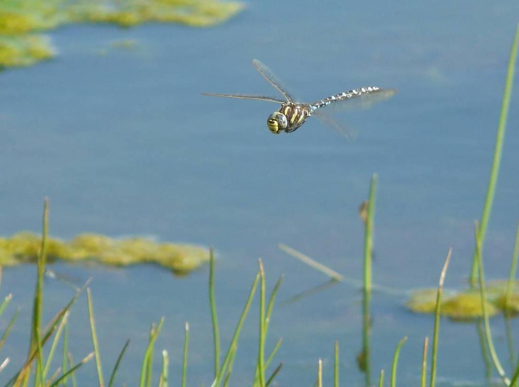 Entre los anisópteros aragoneses, los ésnidos destacan como libélulas grandes y de vuelo potente.