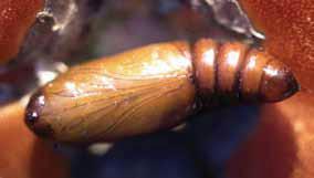 Epinotia aporema, Laspeyresia leguminis