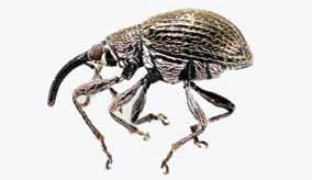 Trichapion godmani (Coleoptera: